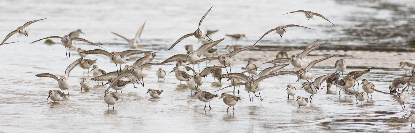 Curlew Sandpiper, Great Knot, Red-necked Stint, Sharp-tailed Sandpiper (Image ID 54169)