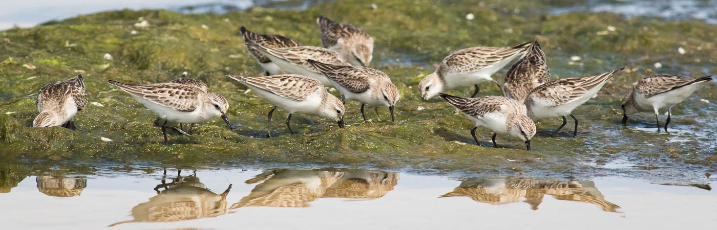 Red-necked Stint (Image ID 54180)