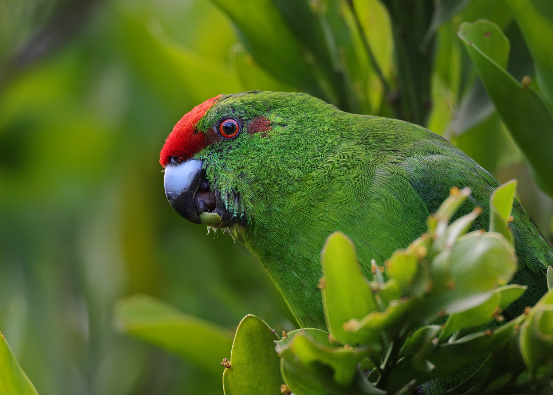 Red-fronted Parakeet (Image ID 54476)