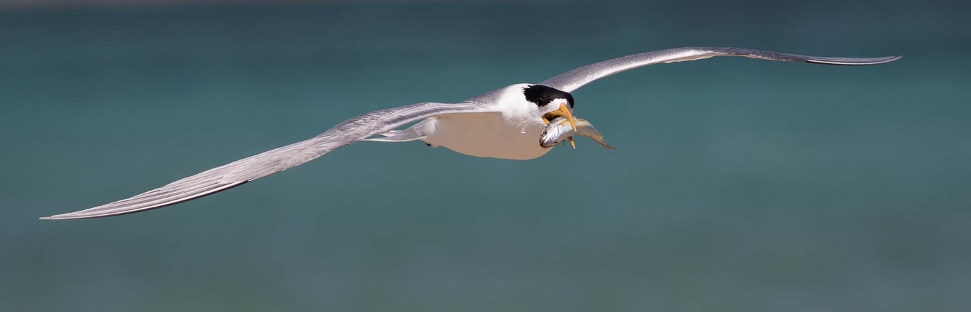 Greater Crested Tern (Image ID 54294)