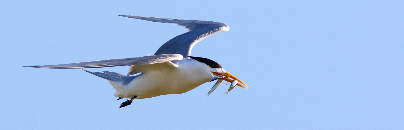 Greater Crested Tern (Image ID 54285)