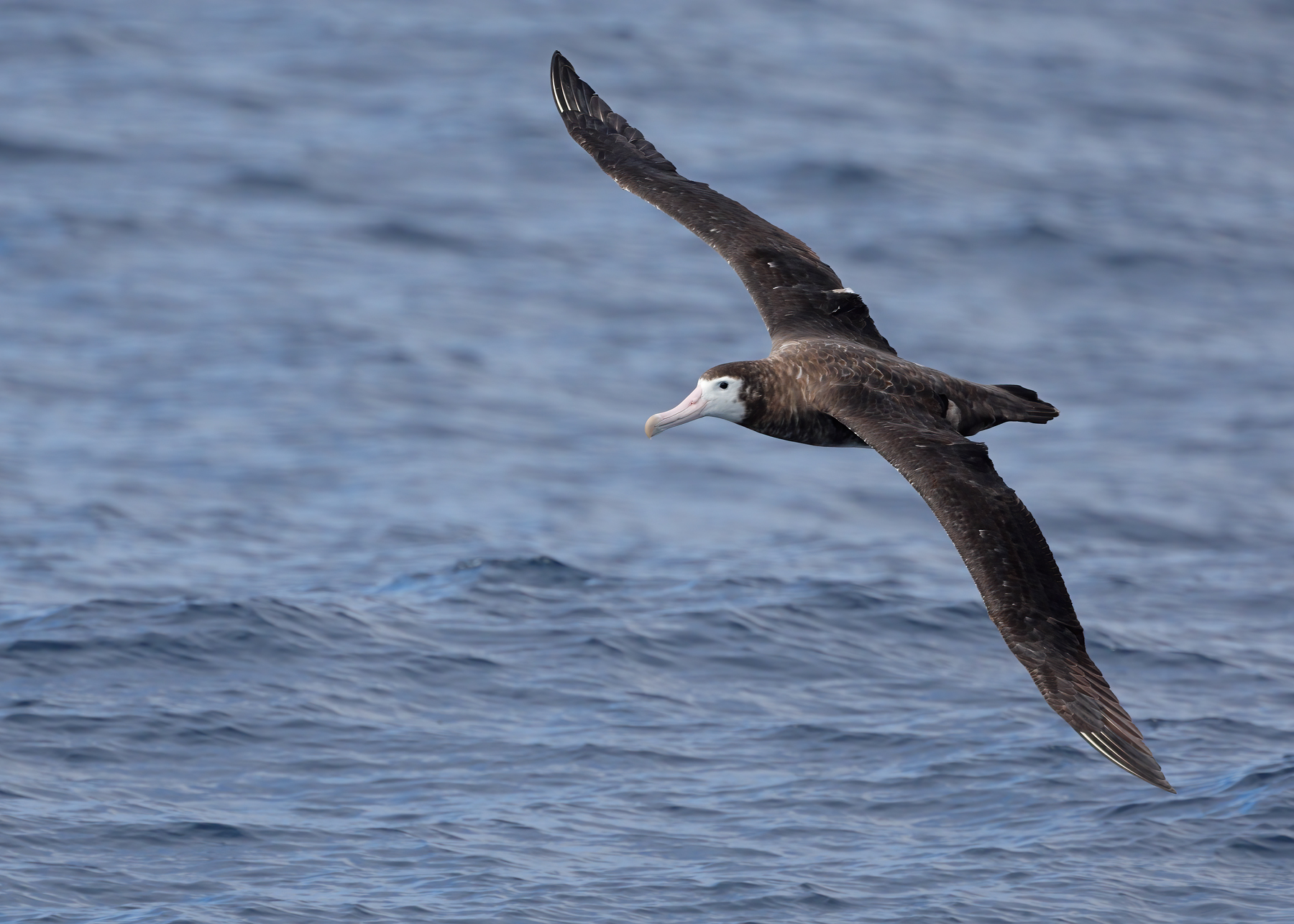Antipodean Albatross (Image ID 55547)
