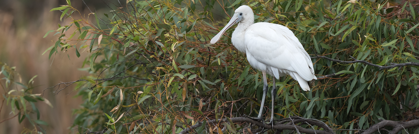 Yellow-billed Spoonbill (Image ID 55896)