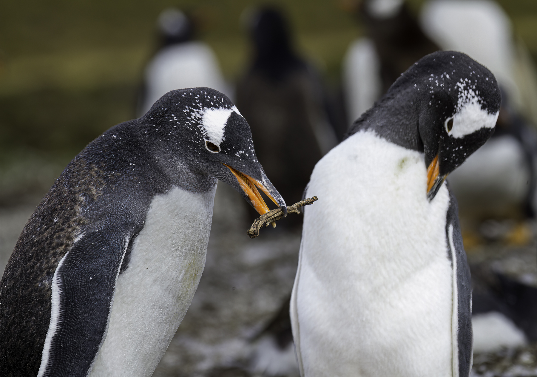 Gentoo Penguin (Image ID 55769)