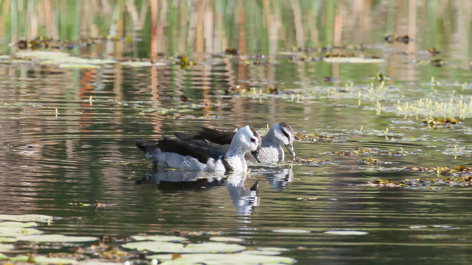 Cotton Pygmy-goose (Image ID 55946)