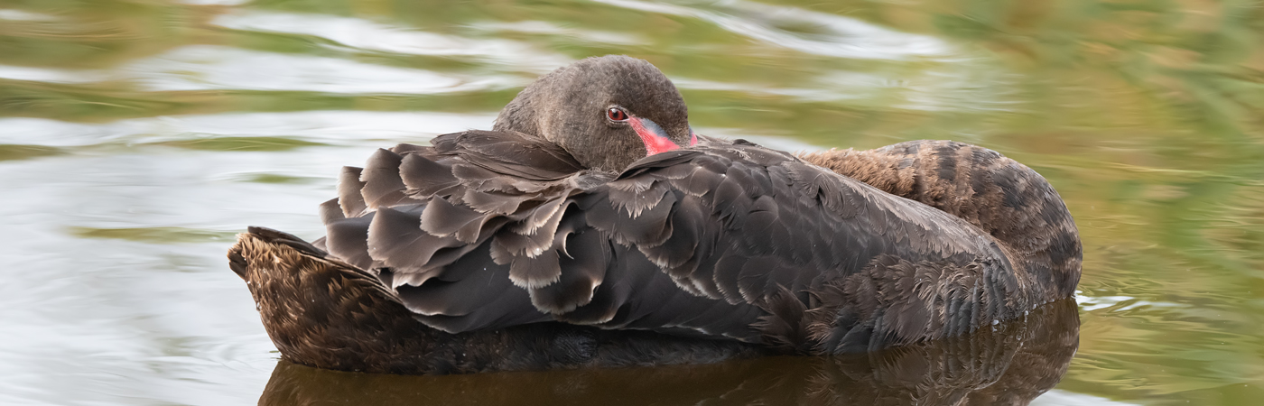 Black Swan (Image ID 56422)