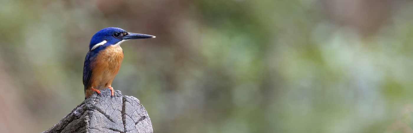 Azure Kingfisher (Image ID 56200)