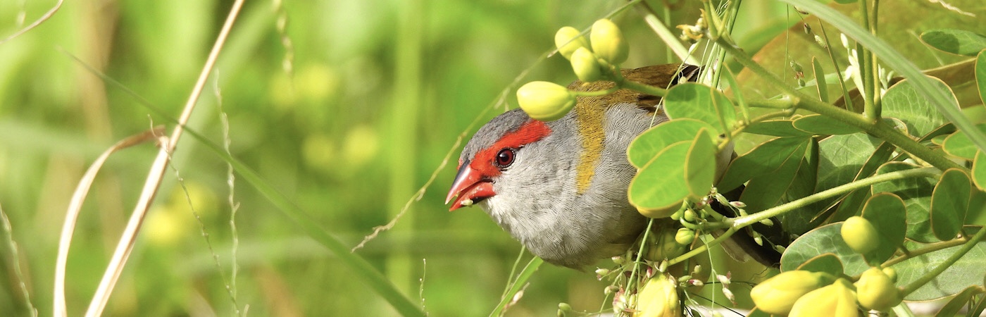 Red-browed Finch (Image ID 56538)