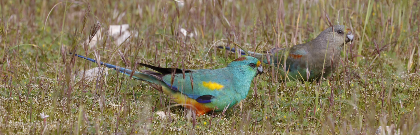 Mulga Parrot (Image ID 57287)