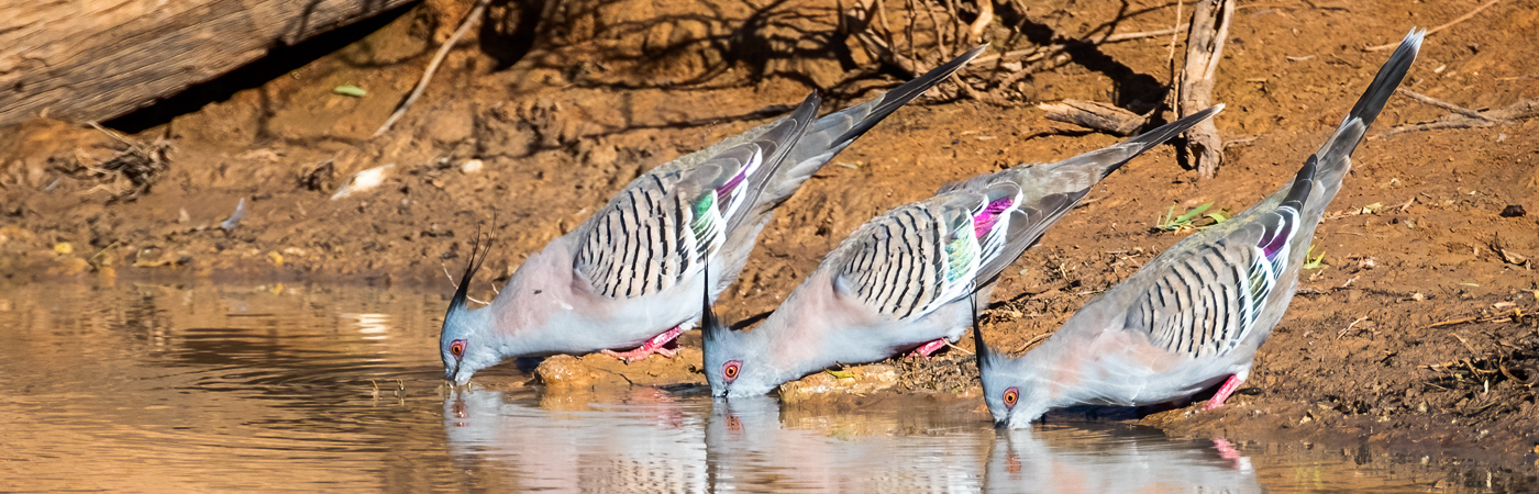 Crested Pigeon (Image ID 57762)