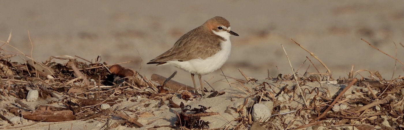 Red-capped Plover (Image ID 57994)