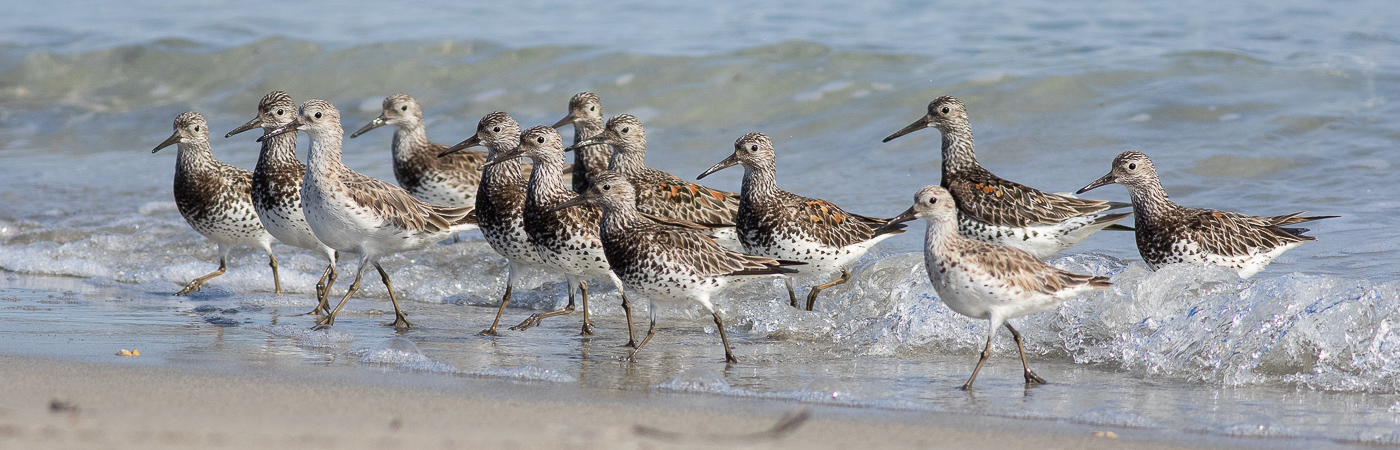 Great Knot (Image ID 58438)