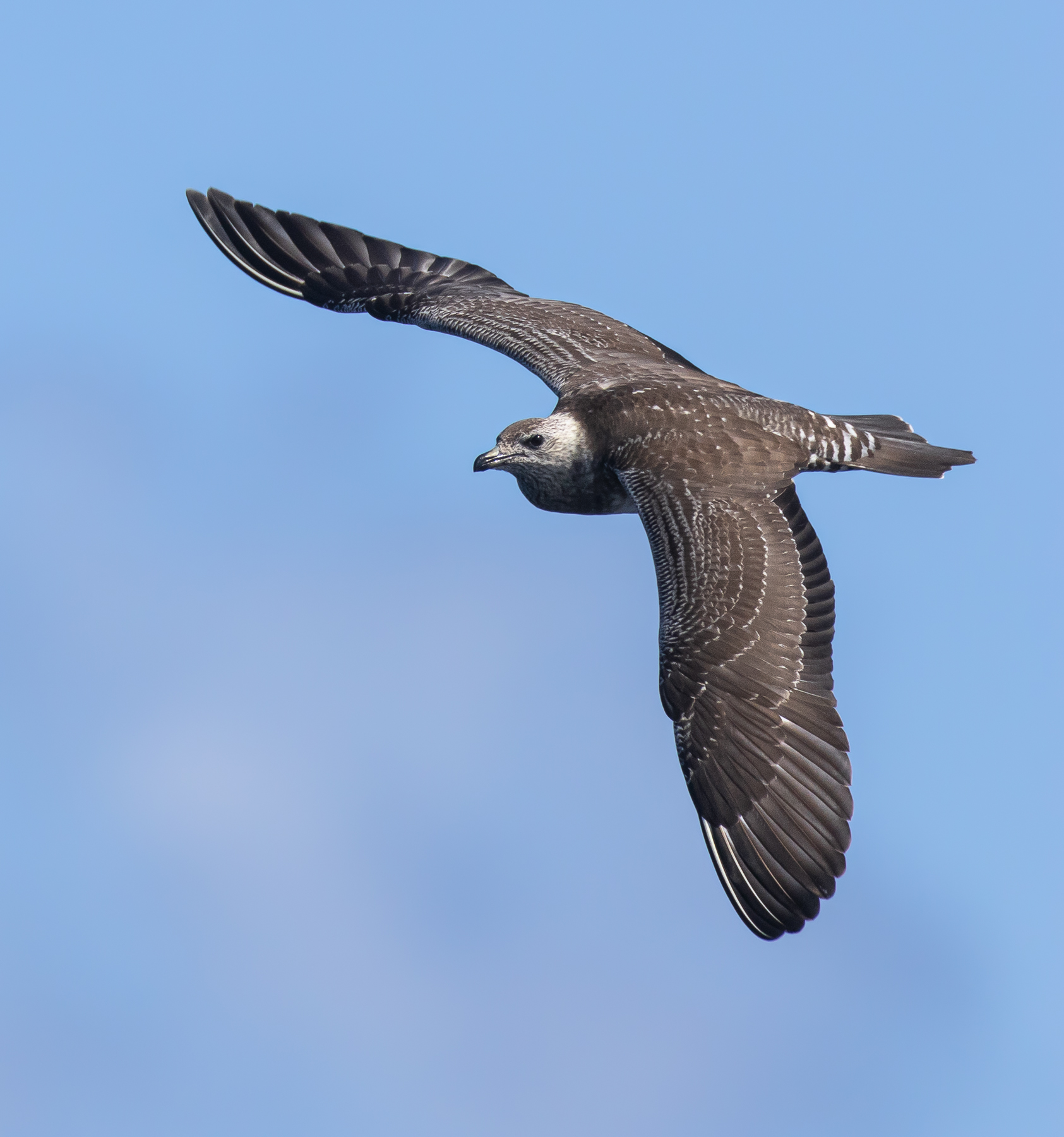 Long-tailed Jaeger (Image ID 60068)