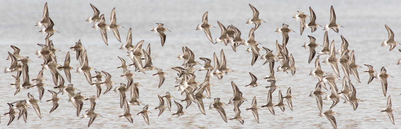 Curlew Sandpiper, Red-necked Stint (Image ID 60425)