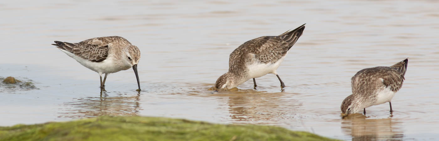 Curlew Sandpiper, Red-necked Stint (Image ID 60424)