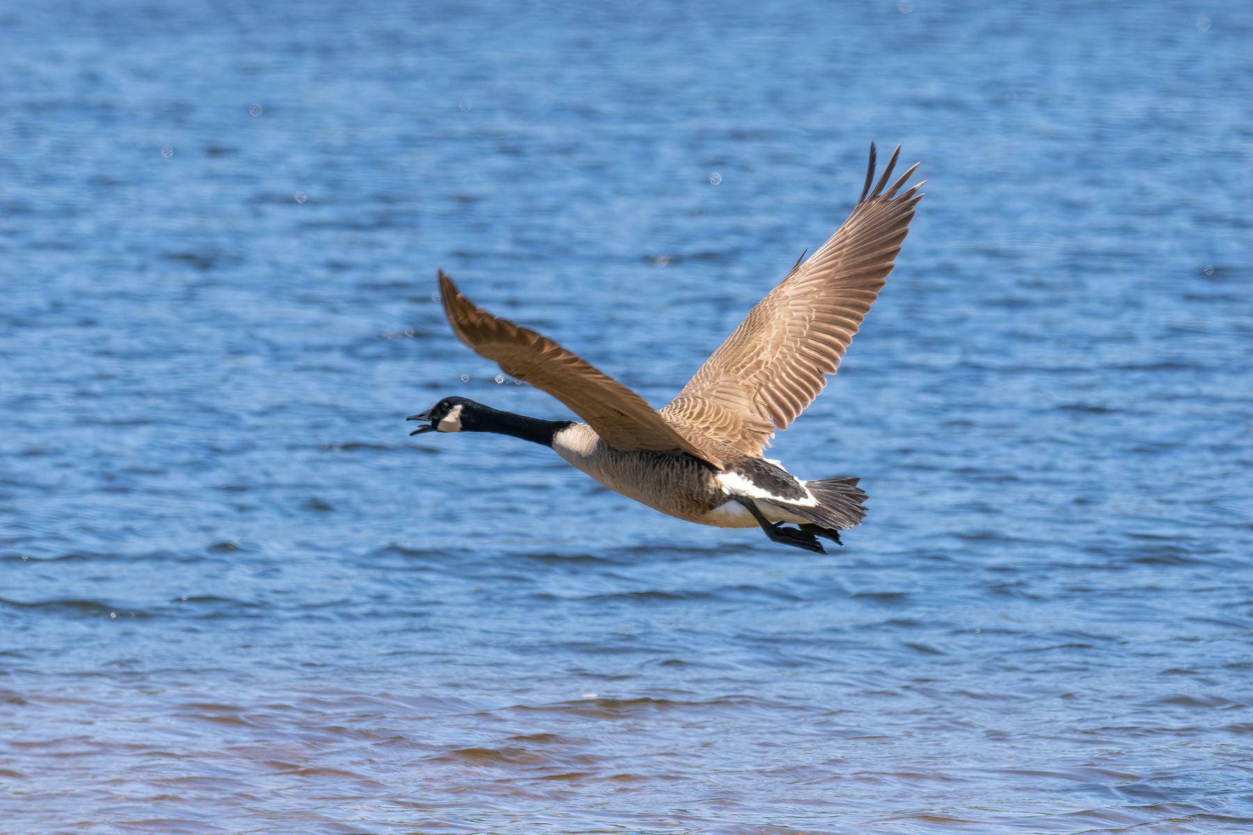 Canada Goose (V) (Image ID 62081)