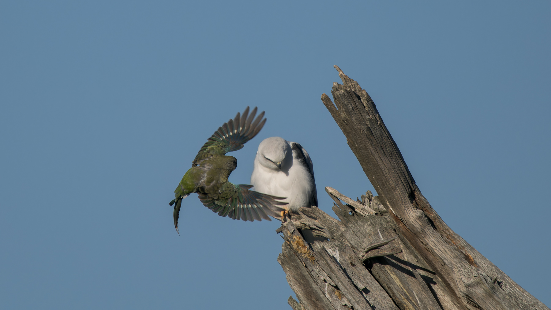 Black-shouldered Kite, Red-rumped Parrot (Image ID 62177)