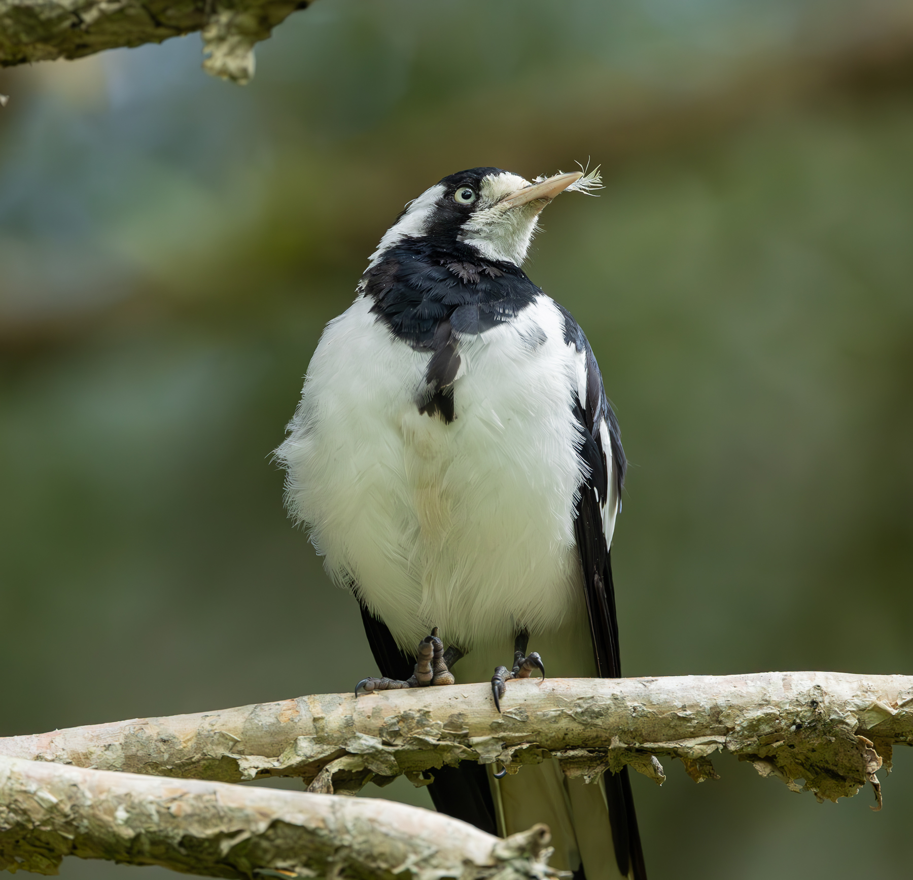 Magpie-lark (Image ID 62214)