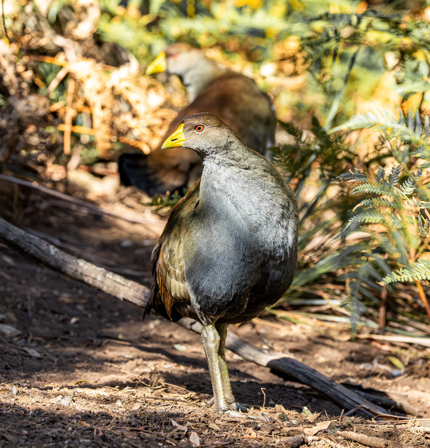 Tasmanian Native-hen (Image ID 62164)
