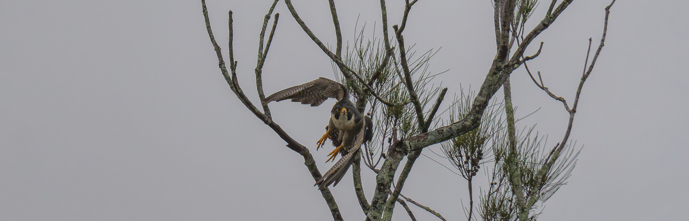Peregrine Falcon (Image ID 62174)