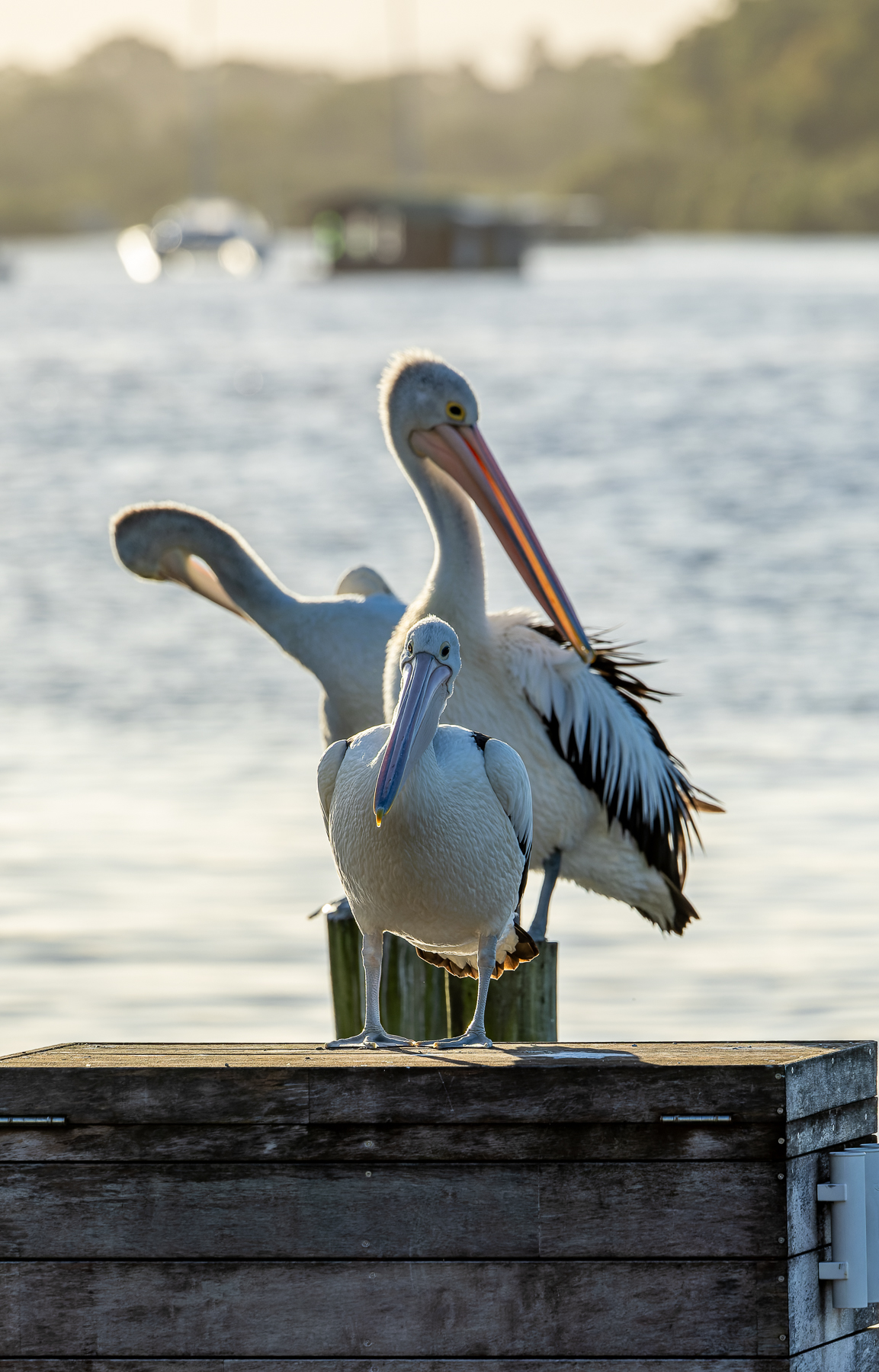 Australian Pelican (Image ID 62558)