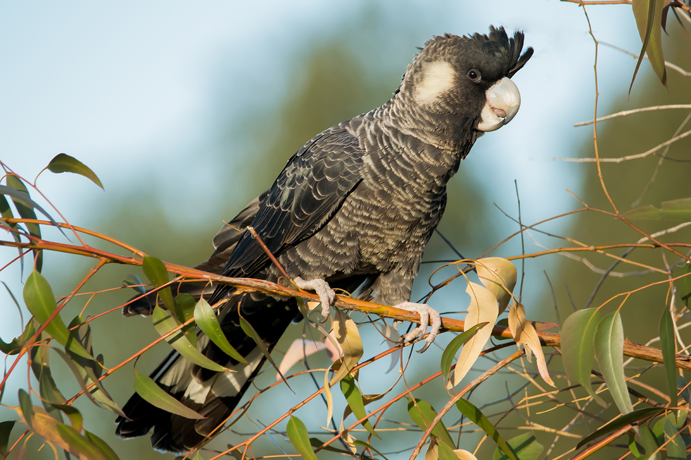 black cockatoos
