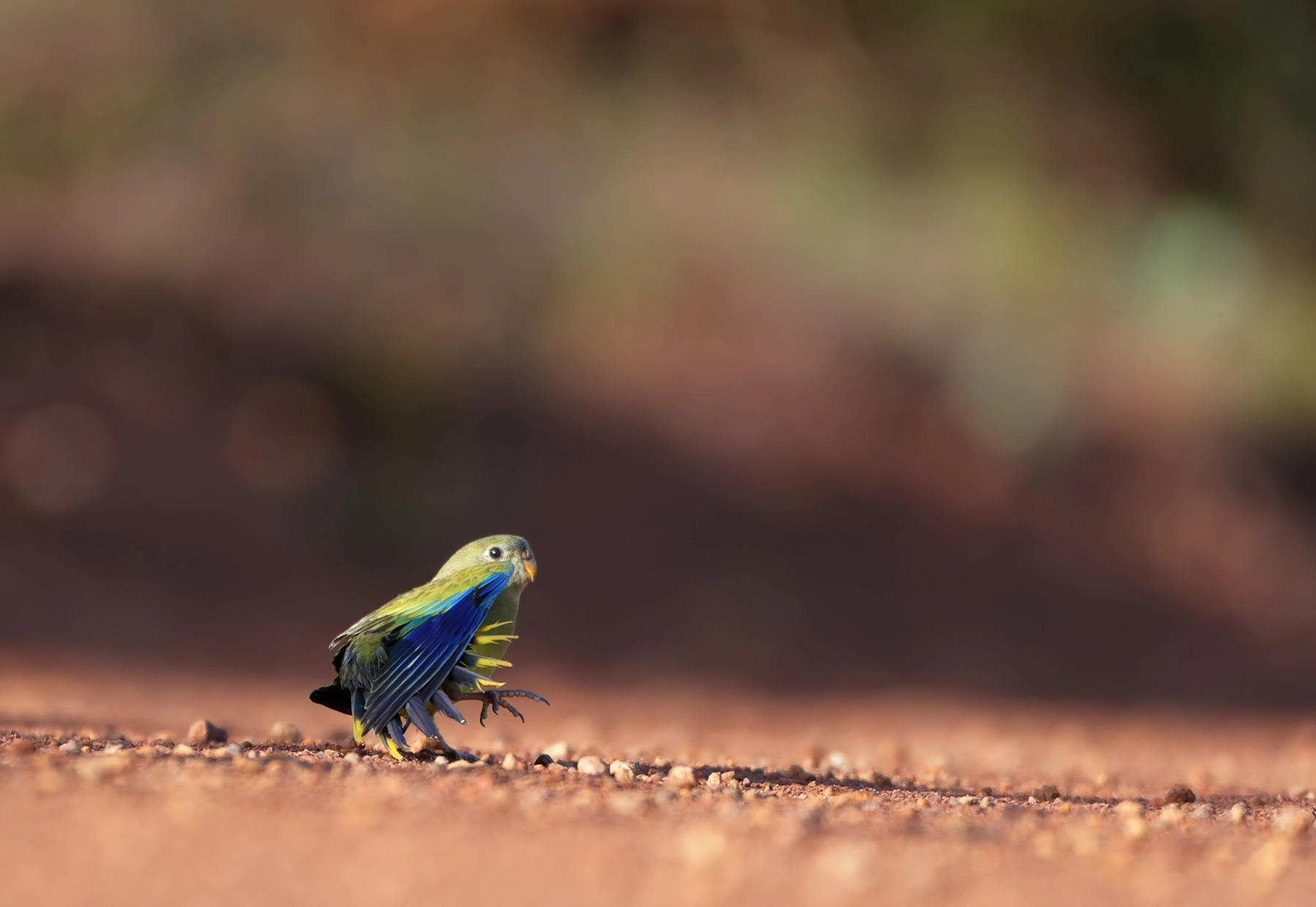 Parrot Rocking Image 43757 of Rock Parrot by Nathan Watson