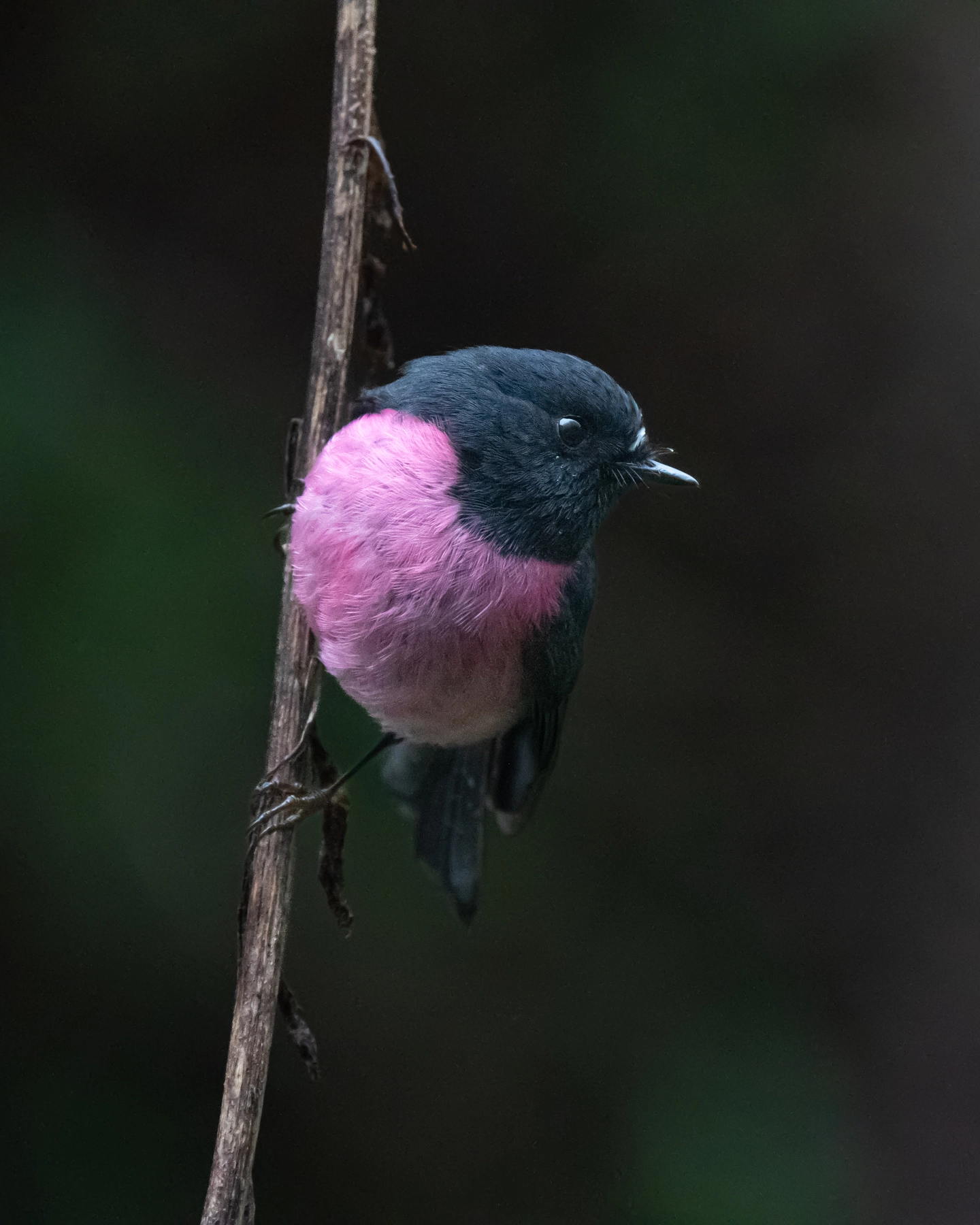 Image 72451 of Pink Robin by Harry Crosby