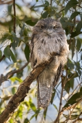 Tawny Frogmouth (Image ID 61467)