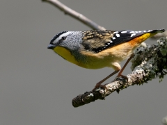 Spotted Pardalote (Image ID 61700)