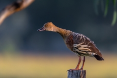 Plumed Whistling-Duck (Image ID 61612)