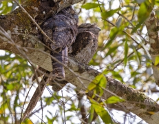 Papuan Frogmouth (Image ID 62163)