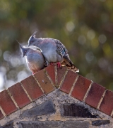 Crested Pigeon (Image ID 62193)