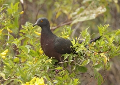 Christmas Island Imperial-Pigeon (Image ID 62218)
