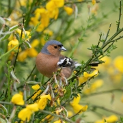 Common Chaffinch (V) (Image ID 62129)