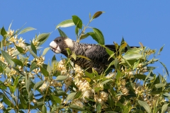 Carnaby's Black-Cockatoo (Image ID 62050)