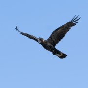 Carnaby's Black-Cockatoo (Image ID 62051)