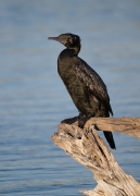Little Black Cormorant (Image ID 62165)