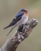Welcome Swallow (Image ID 62175)