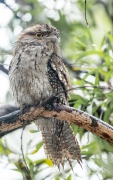 Tawny Frogmouth (Image ID 62215)