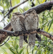 Tawny Frogmouth (Image ID 62169)