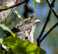 Tawny Frogmouth (Image ID 62216)