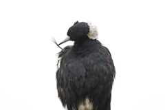 Australian Magpie (Image ID 62049)