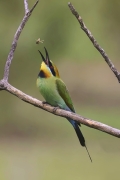 Rainbow Bee-eater (Image ID 62010)