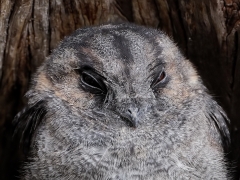 Australian Owlet-nightjar (Image ID 62747)