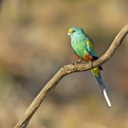 Mulga Parrot (Image ID 62576)