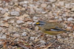 Striated Pardalote (Image ID 62841)