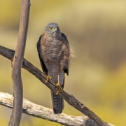 Collared Sparrowhawk (Image ID 62612)