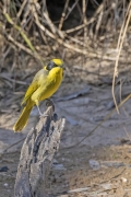 Yellow-tufted Honeyeater (Image ID 62570)