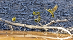 Yellow-tufted Honeyeater (Image ID 62571)